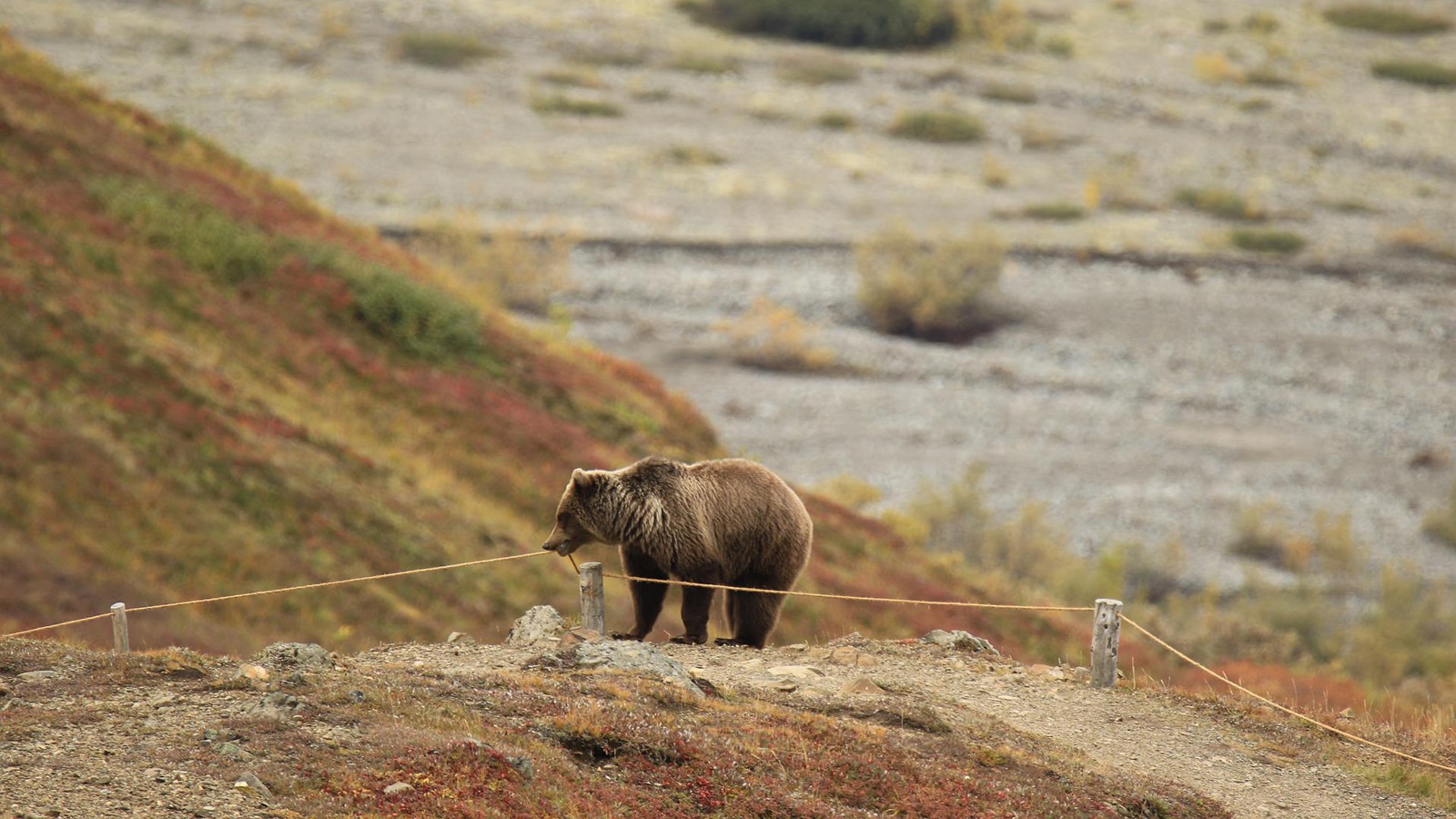 Bear Viewing In Alaska
