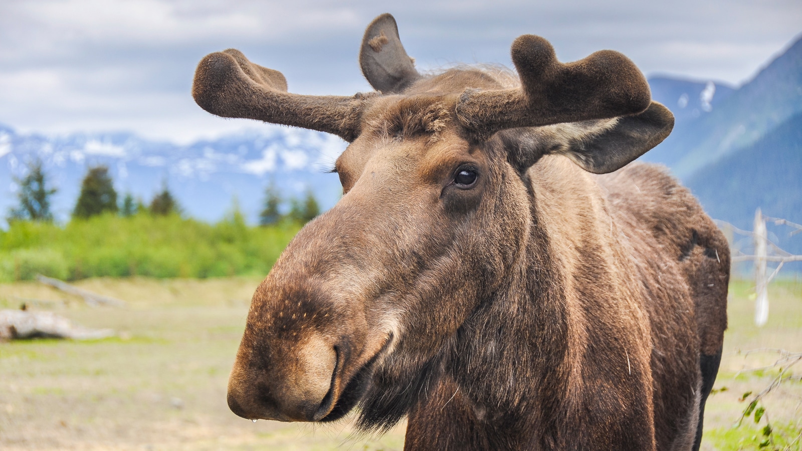 Friendly Moose In Denali